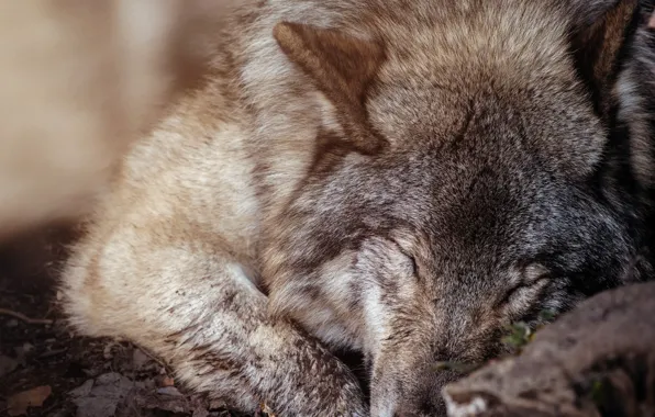 Picture animals, mammal, relaxation, animal themes, one animal, ..wolf