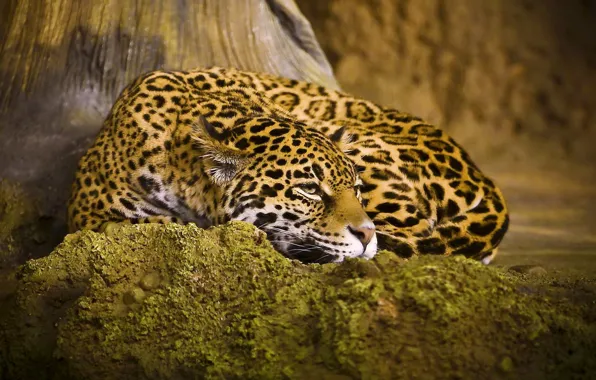 Picture cat, stay, lies, Jaguar