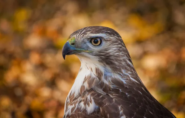 Wallpaper look, background, bird, profile, bird, Hawk, bokeh, bokeh ...