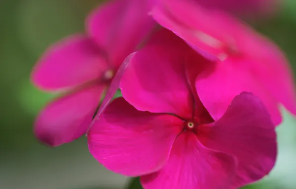 Picture flower, macro, bright, focus