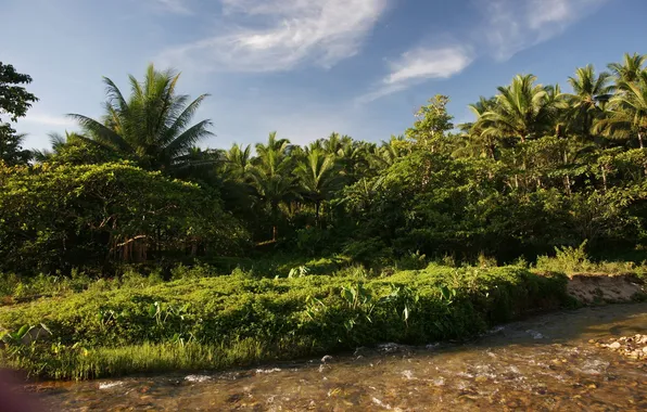 Picture greens, grass, palm trees, jungle, river