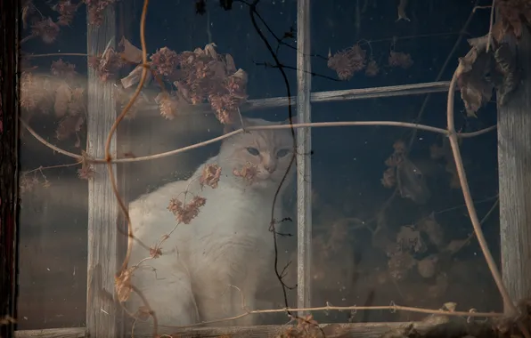 Cat, cat, window, sitting