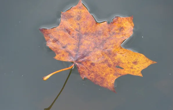 Picture autumn, water, sheet, maple