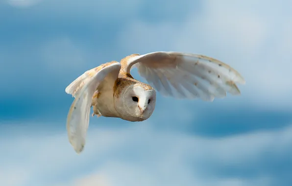 Background, owl, bird, white, in flight