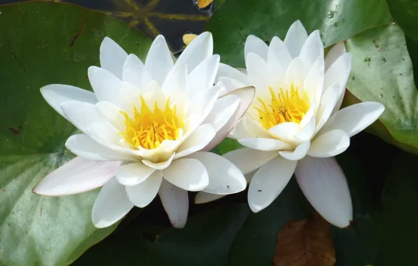 Picture leaves, Lily, water Lily