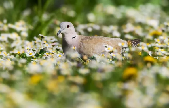 Flowers, bird, Dove, meadow