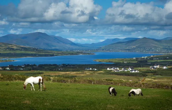 Clouds, mountains, hills, shore, horses, horse, pasture, pond
