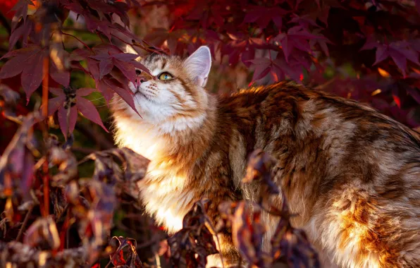 Cat, cat, branches, nature, kitty, foliage, red, maple