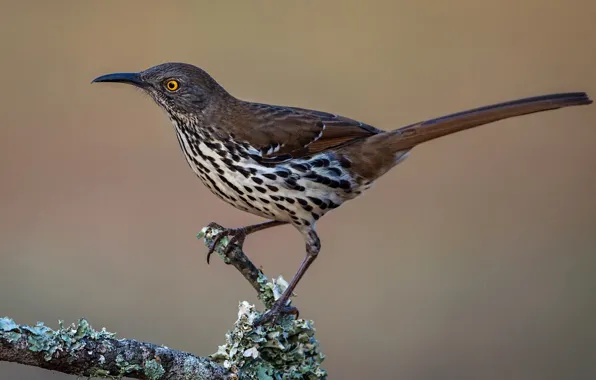 Picture branches, bird, beak, tail, krivohlavy Mockingbird