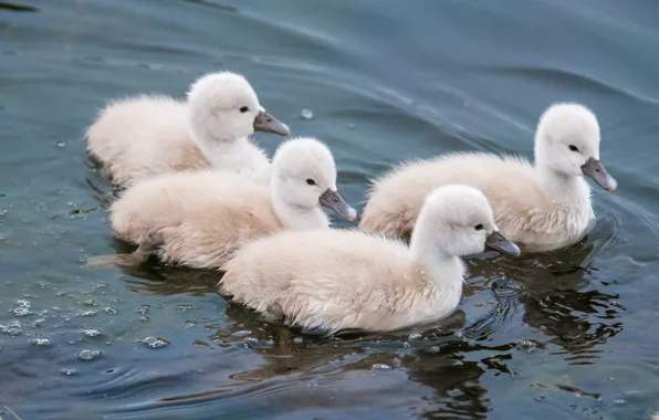 Water, kids, swans, Chicks, the Lebeda