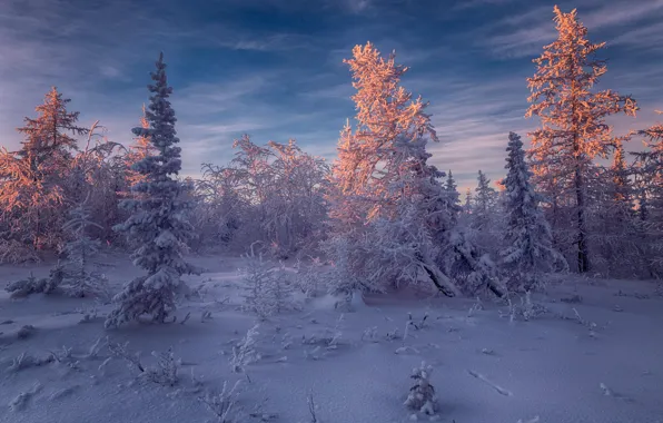 Picture winter, frost, forest, the sky, light, snow, landscape, branches