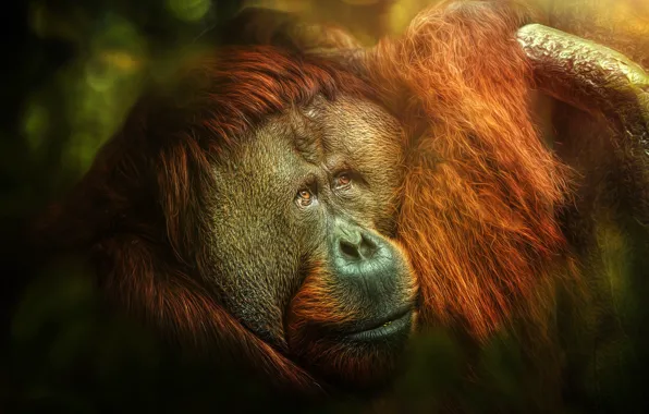Picture monkey, jungle, Melancholia, orangutan