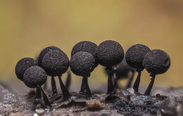Macro, nature, mushrooms, micro world