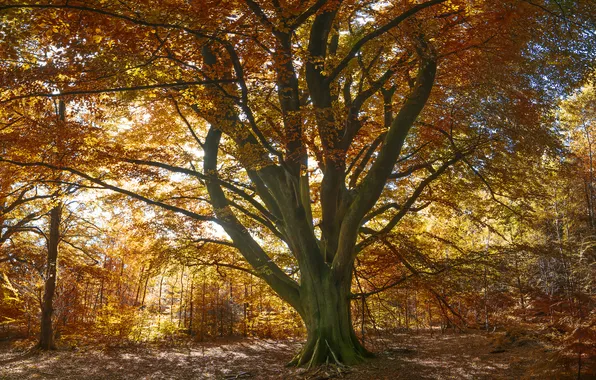 Picture autumn, forest, trees, Park, Golden autumn