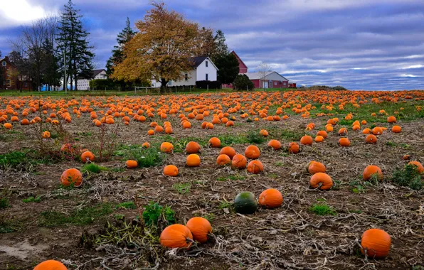 Field, autumn, landscape, house, harvest, pumpkin