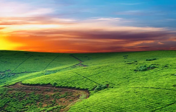 The sky, line, field, horizon