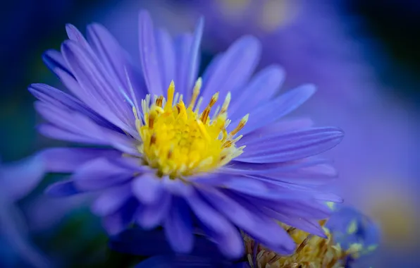 Picture flower, macro, petals