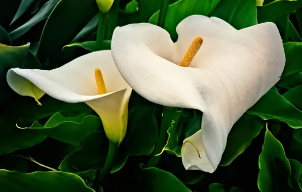 Leaves, macro, flowers, garden, white, Duo, Calla lilies