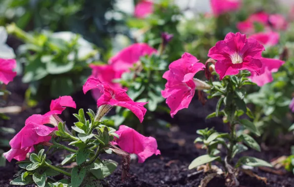 Light, flowers, background, bright, garden, pink, flowerbed, bokeh
