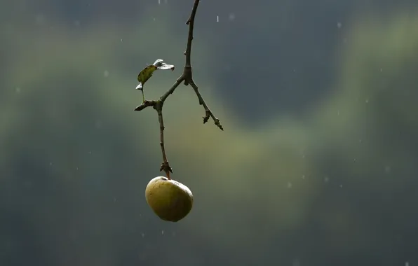 Picture nature, Apple, branch