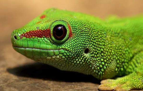 Green, eyes, Lizard