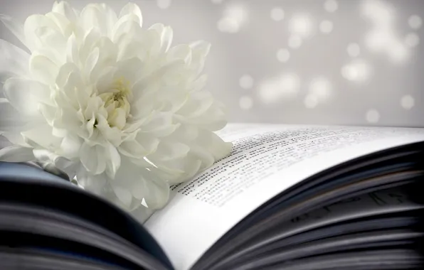 Flower, book, white, page, bokeh, chrysanthemum