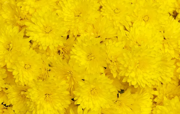 Picture macro, chrysanthemum, yellow
