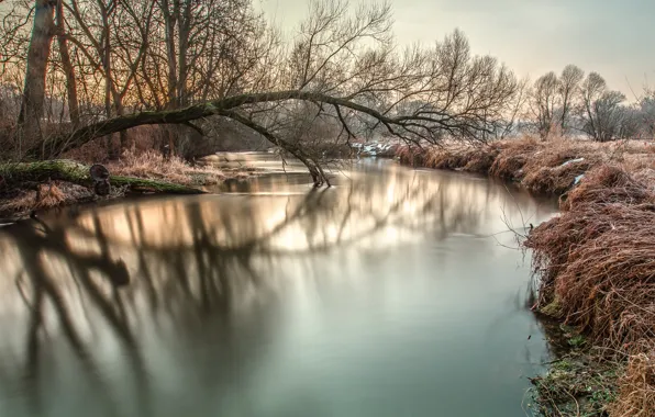 Frost, snow, trees, river, morning