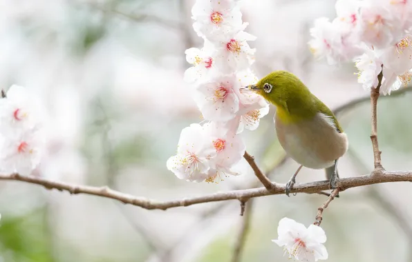 Flowers, branches, cherry, bird, branch, spring, Sakura, white
