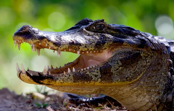 Look, face, portrait, predator, teeth, crocodile, mouth, evil