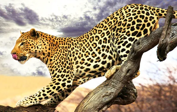 Language, leopard, profile, spotted, sneaks, a dry tree