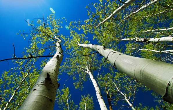 Picture the sky, leaves, rays, trees, trunk, aspen