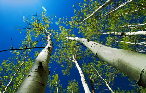 The sky, leaves, rays, trees, trunk, aspen