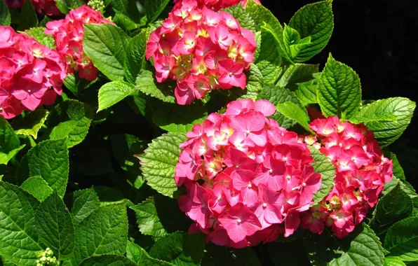 Picture pink hydrangea, leaves, inflorescence