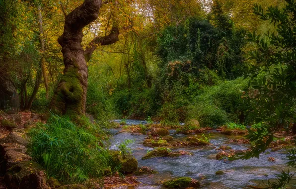 Greens, forest, water, foliage, moss, Stream, the beauty of nature, the thicket