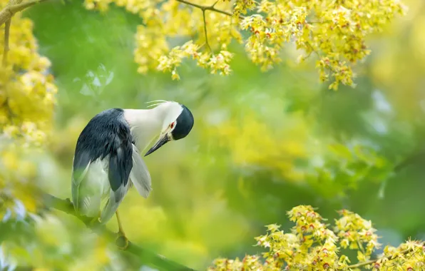 Picture branches, tropics, bird, Taiwan, flowering, FuYi Chen