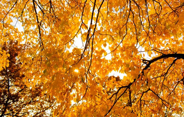 Light, Tree, Sun, Autumn, Leaves, Bright, Shining, Sunray