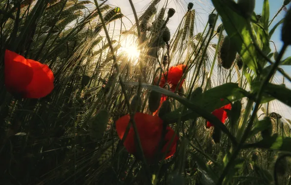 Greens, summer, the sky, the sun, rays, light, flowers, stems