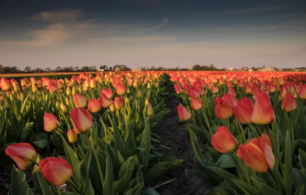 The sky, leaves, clouds, light, landscape, flowers, spring, dal