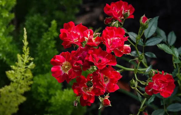 Leaves, flowers, roses, branch, garden, red, rose Bush