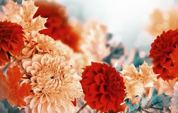 Leaves, yellow, red, buds, dahlias