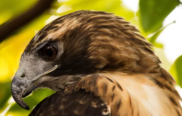 Picture look, bird, profile, Hawk