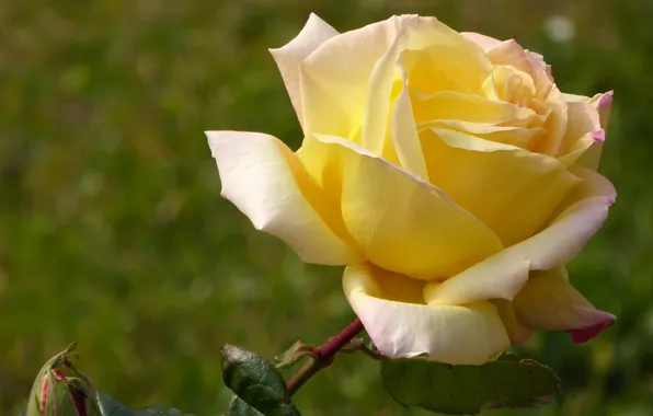 Rose, Bud, yellow rose