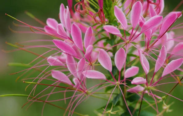 Picture flower, pink, petals, antennae, field