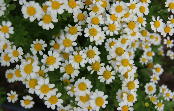 Picture greens, flowers, chamomile
