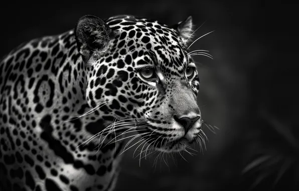 Look, Mustache, Jaguar, Face, Predator, Digital art, Black and white, Big cat