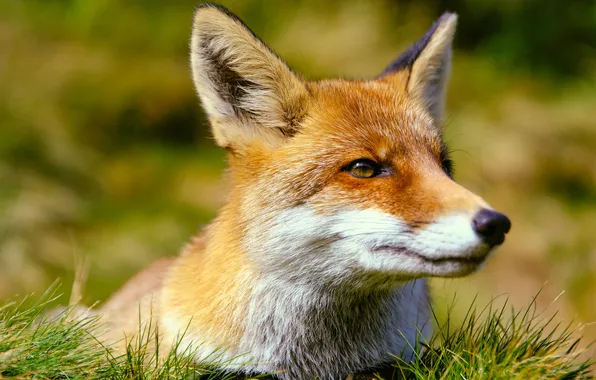 Picture face, Fox, Katsiaryna Endruszkiewicz