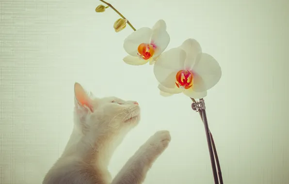 Cat, white, cat, look, flowers, pose, branch, white