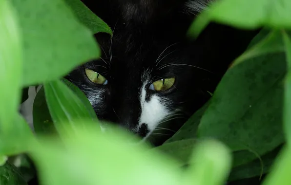 Greens, eyes, cat, look, Kote