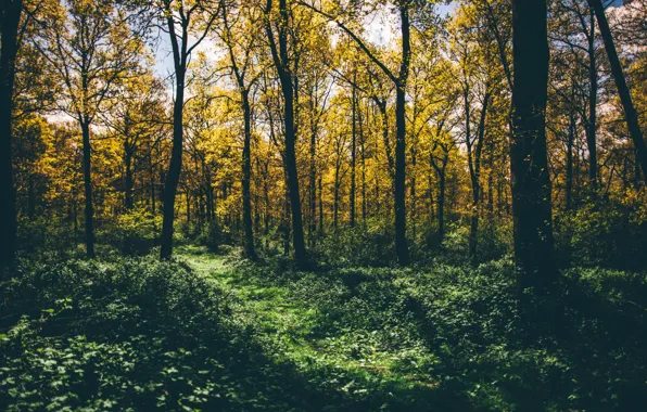 Picture forest, grass, trees, foliage